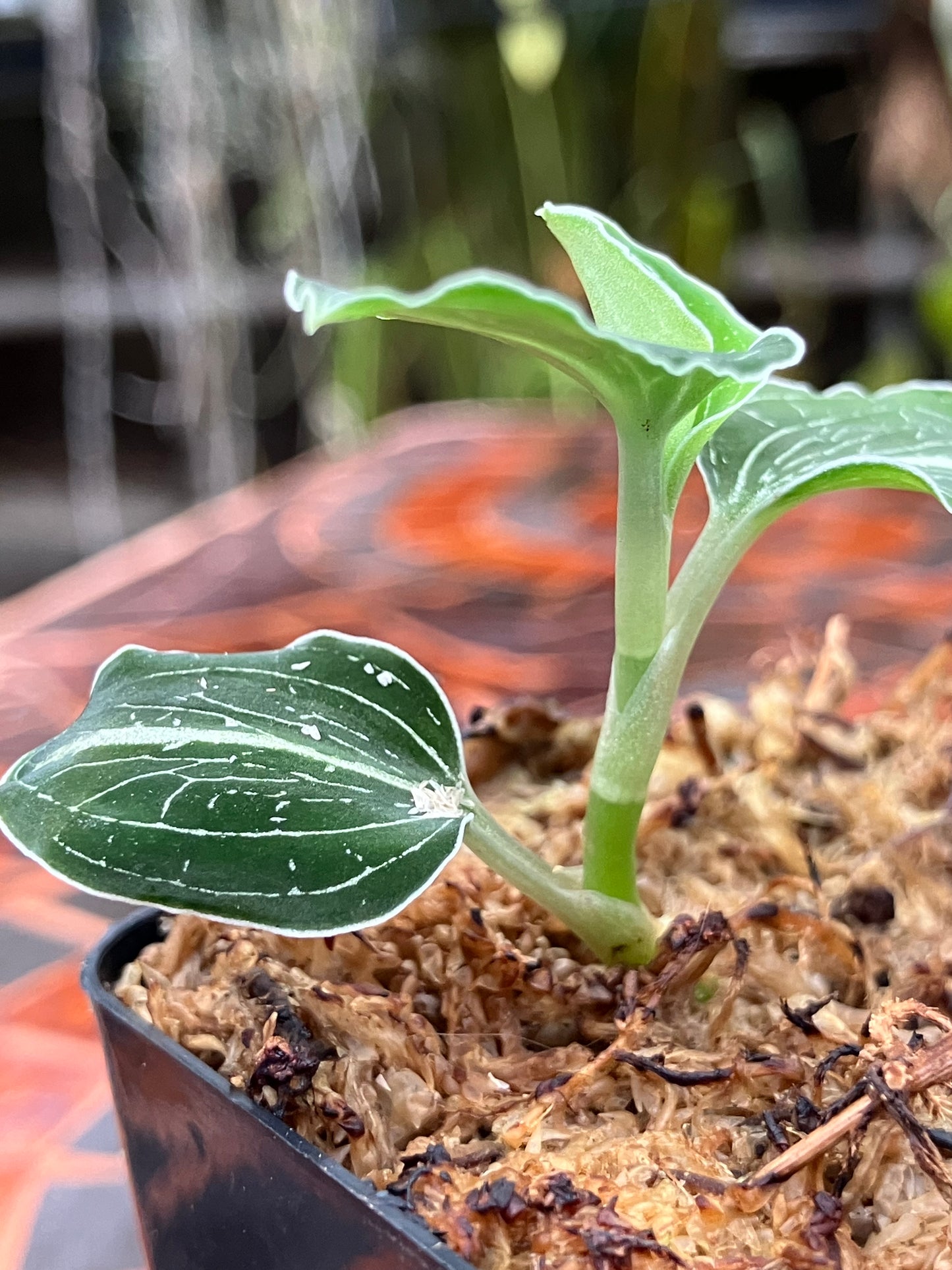 Anoectochilus sp "Green Exotique"