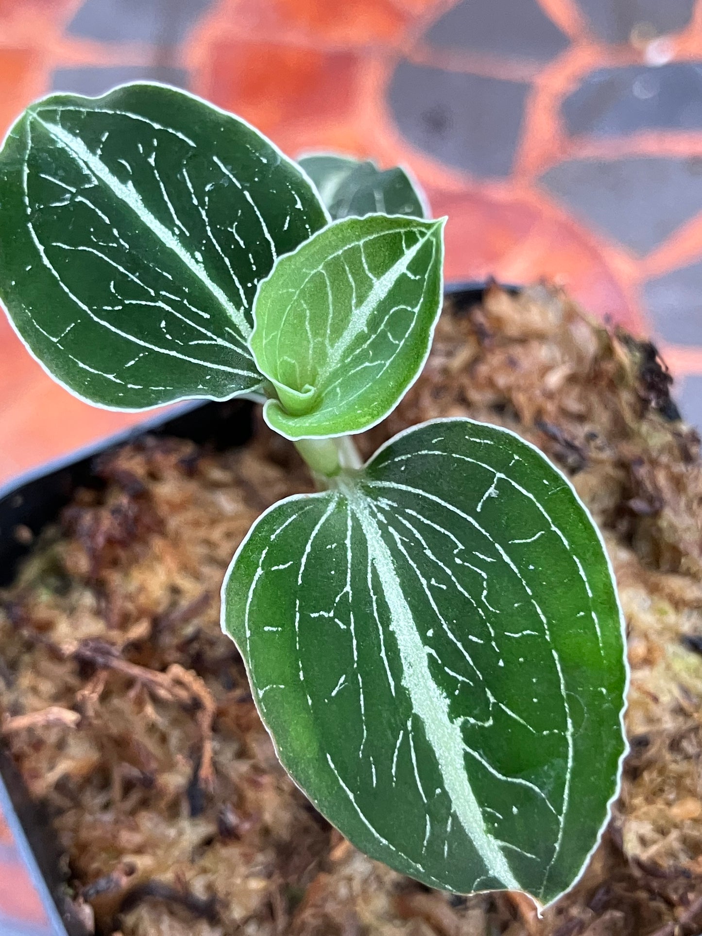 Anoectochilus sp "Green Exotique"