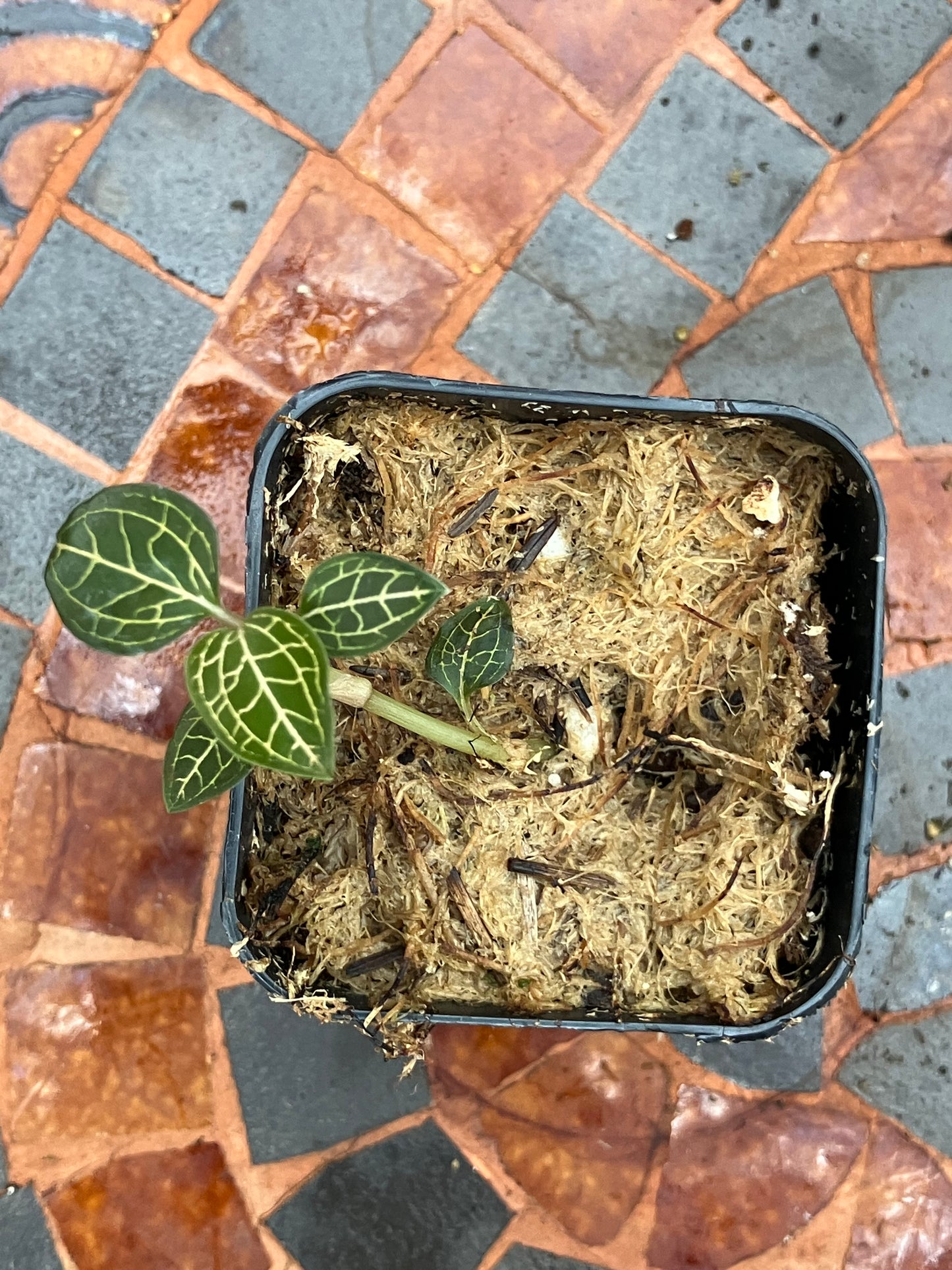 Anoectochilus Roxburghii x Anoectochilus cv ex Ukraine