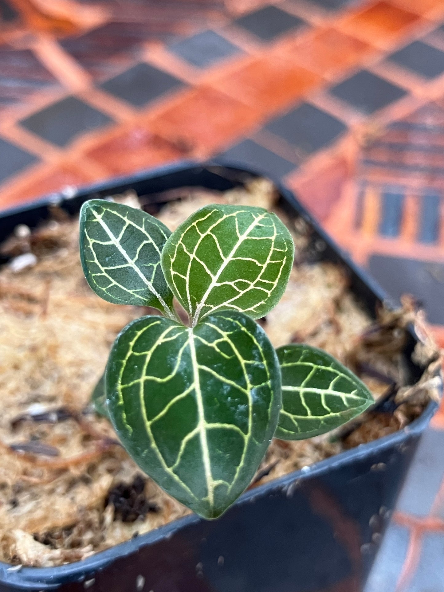 Anoectochilus Roxburghii x Anoectochilus cv ex Ukraine