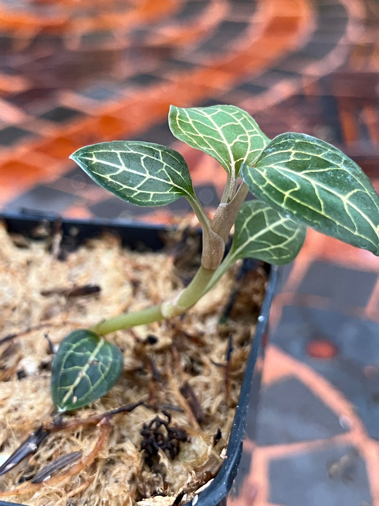 Anoectochilus Roxburghii x Anoectochilus cv ex Ukraine