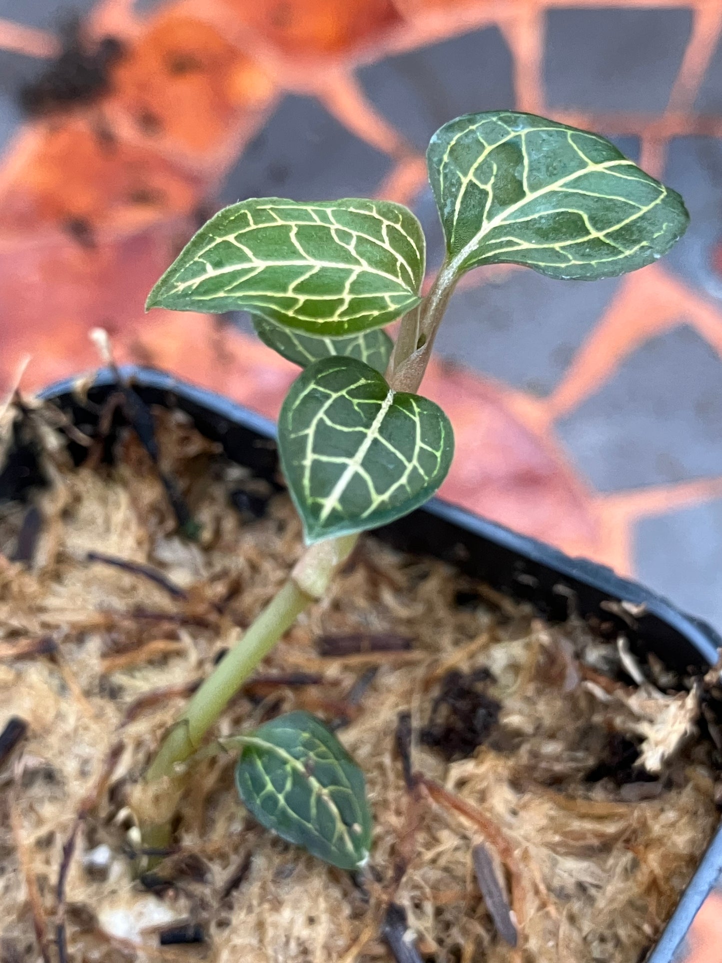 Anoectochilus Roxburghii x Anoectochilus cv ex Ukraine