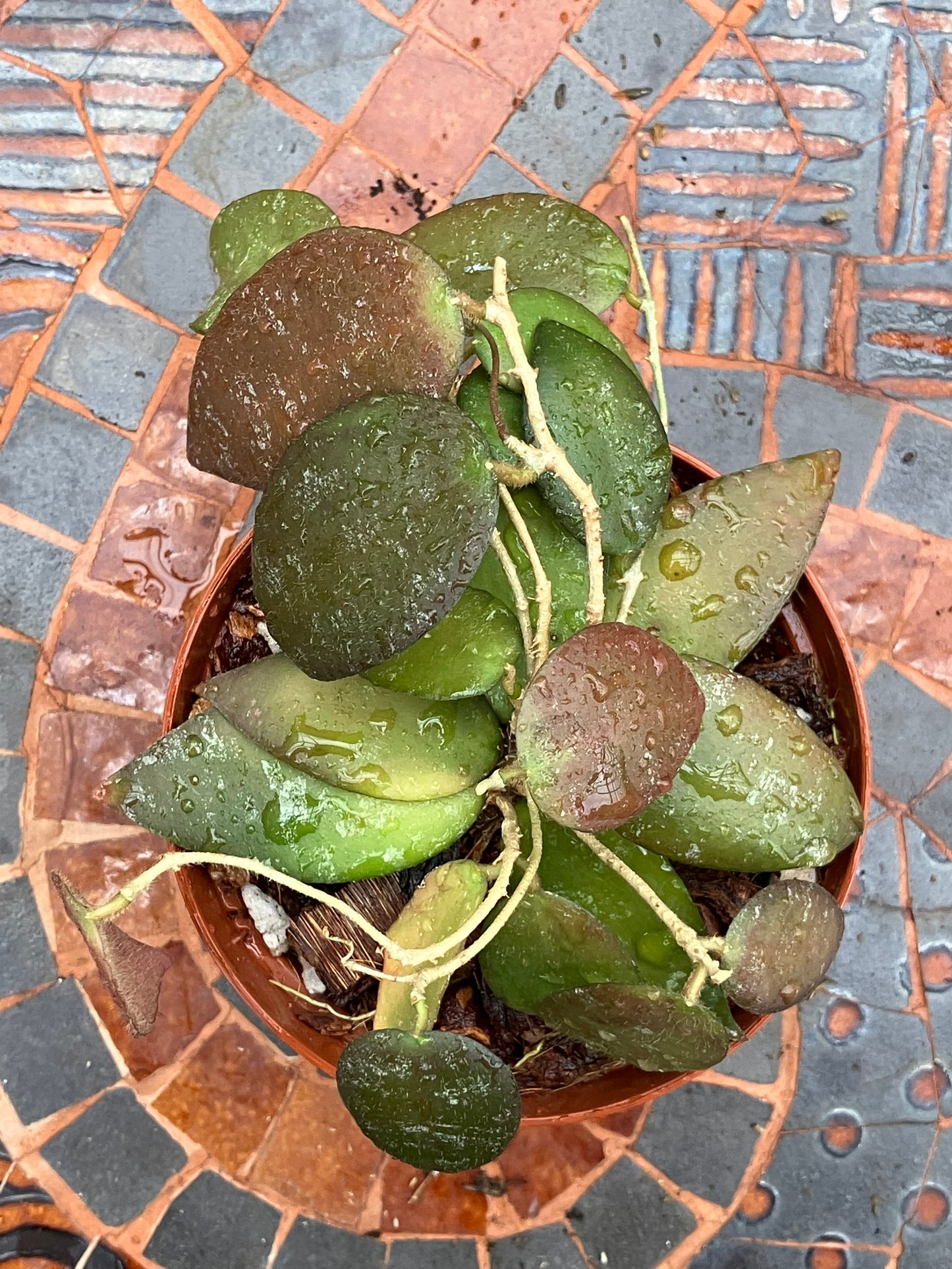 Hoya Caudata "Splash"