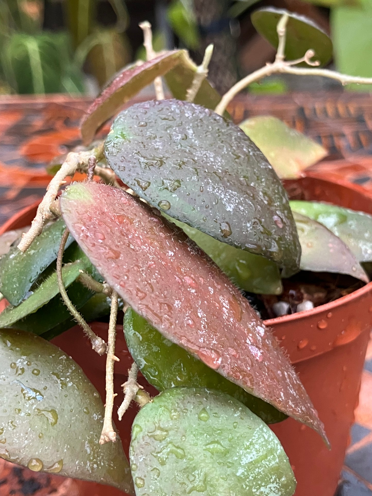 Hoya Caudata "Splash"