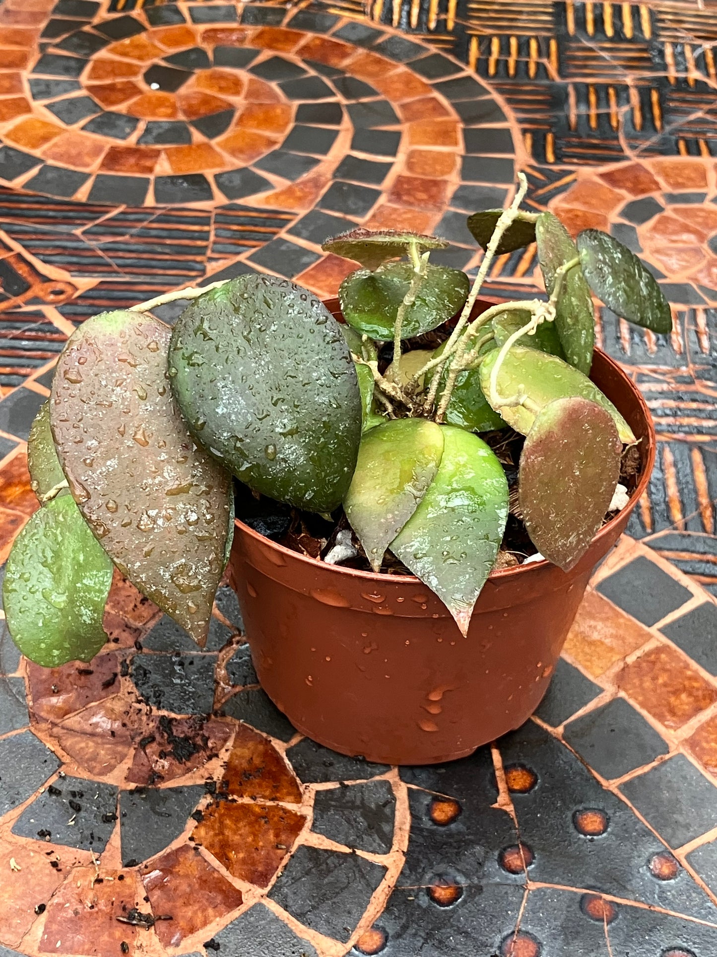 Hoya Caudata "Splash"