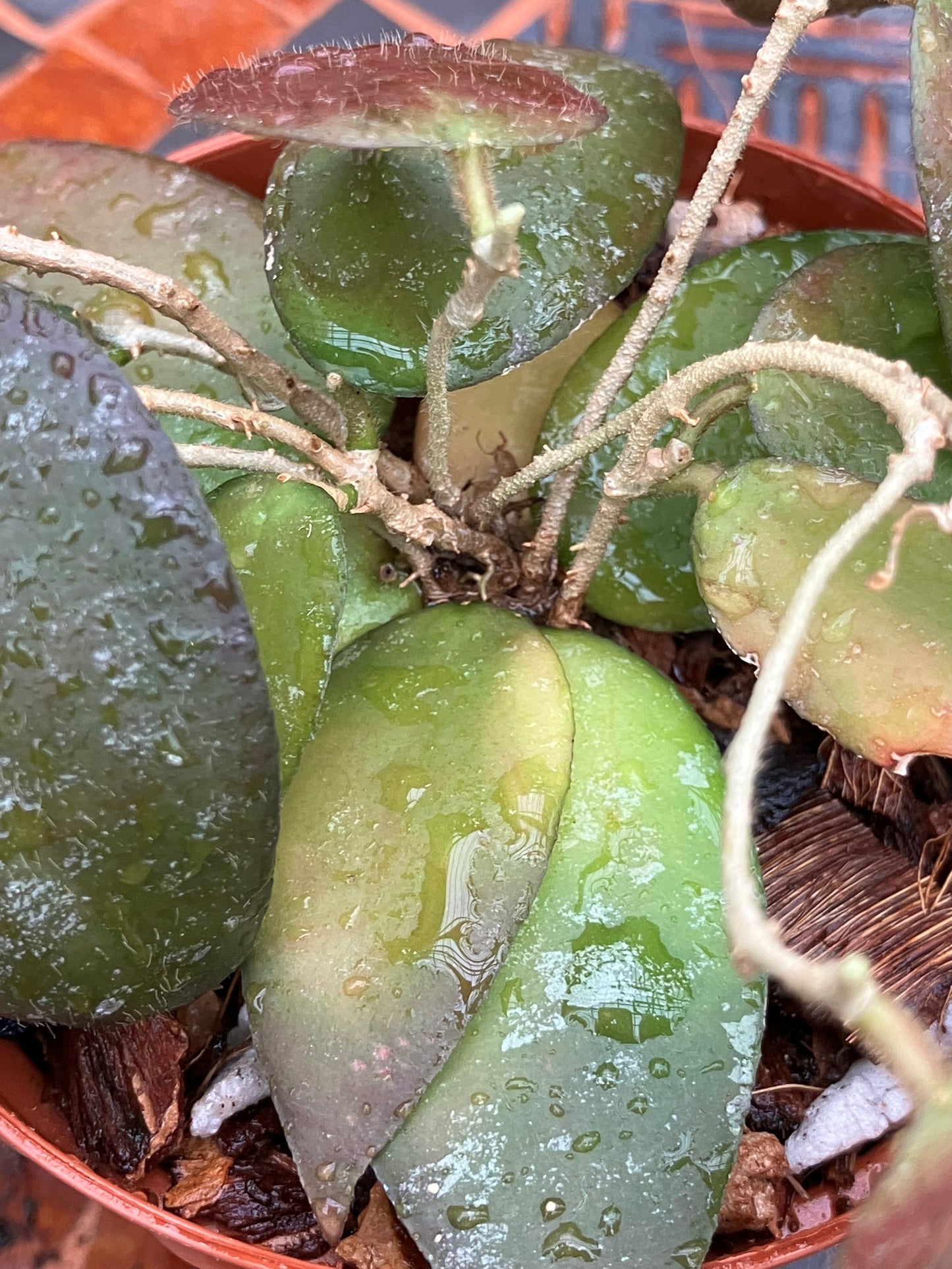 Hoya Caudata "Splash"