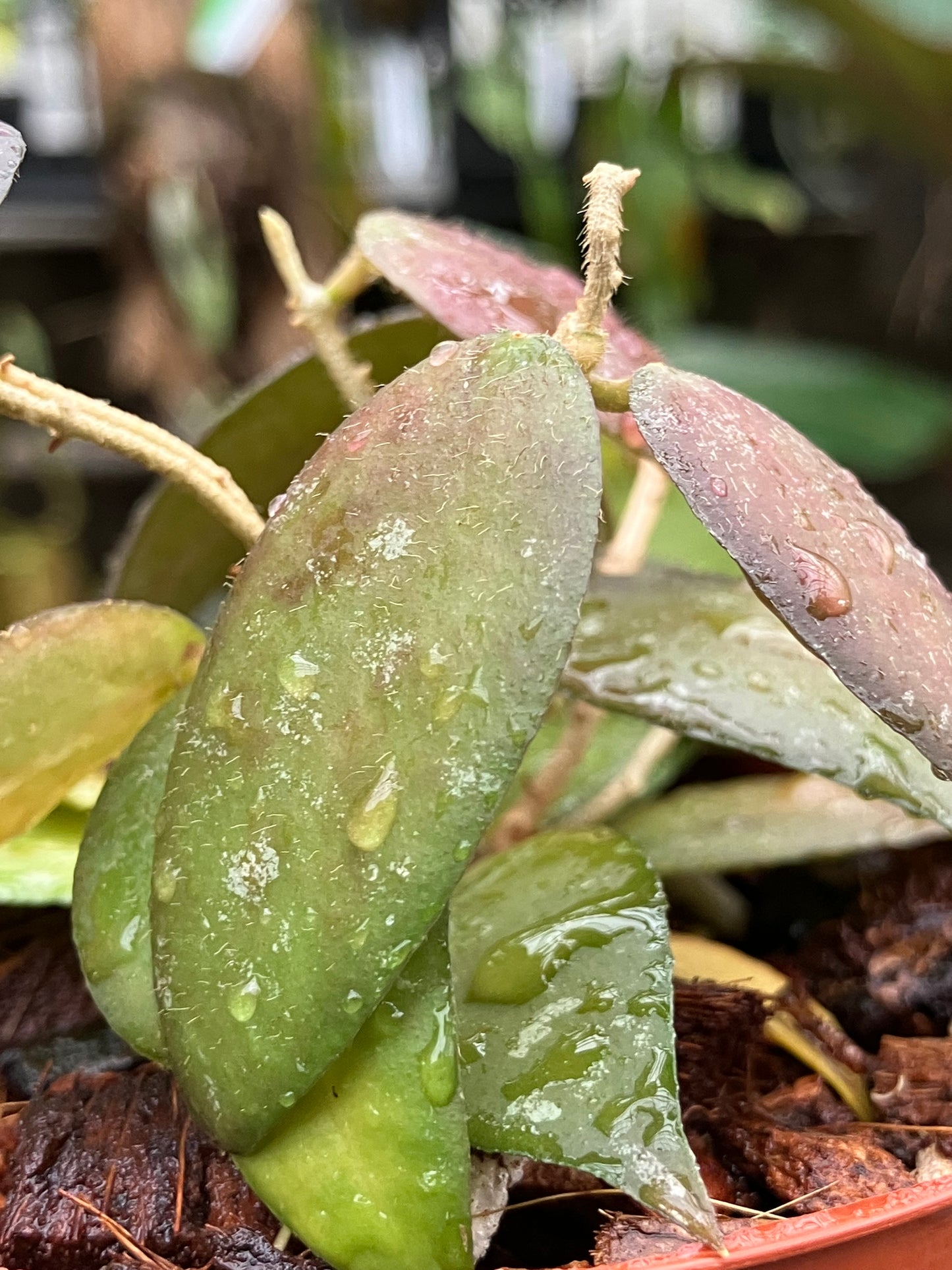 Hoya Caudata "Splash"
