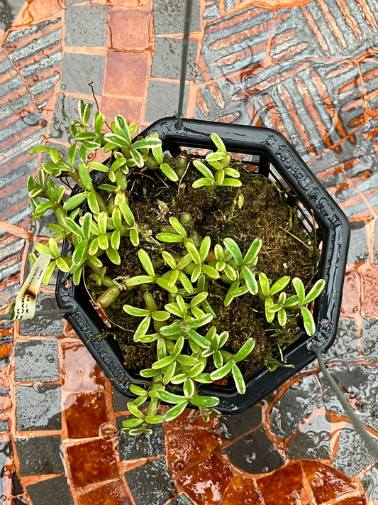 Mediocalcar Decoratum variegated