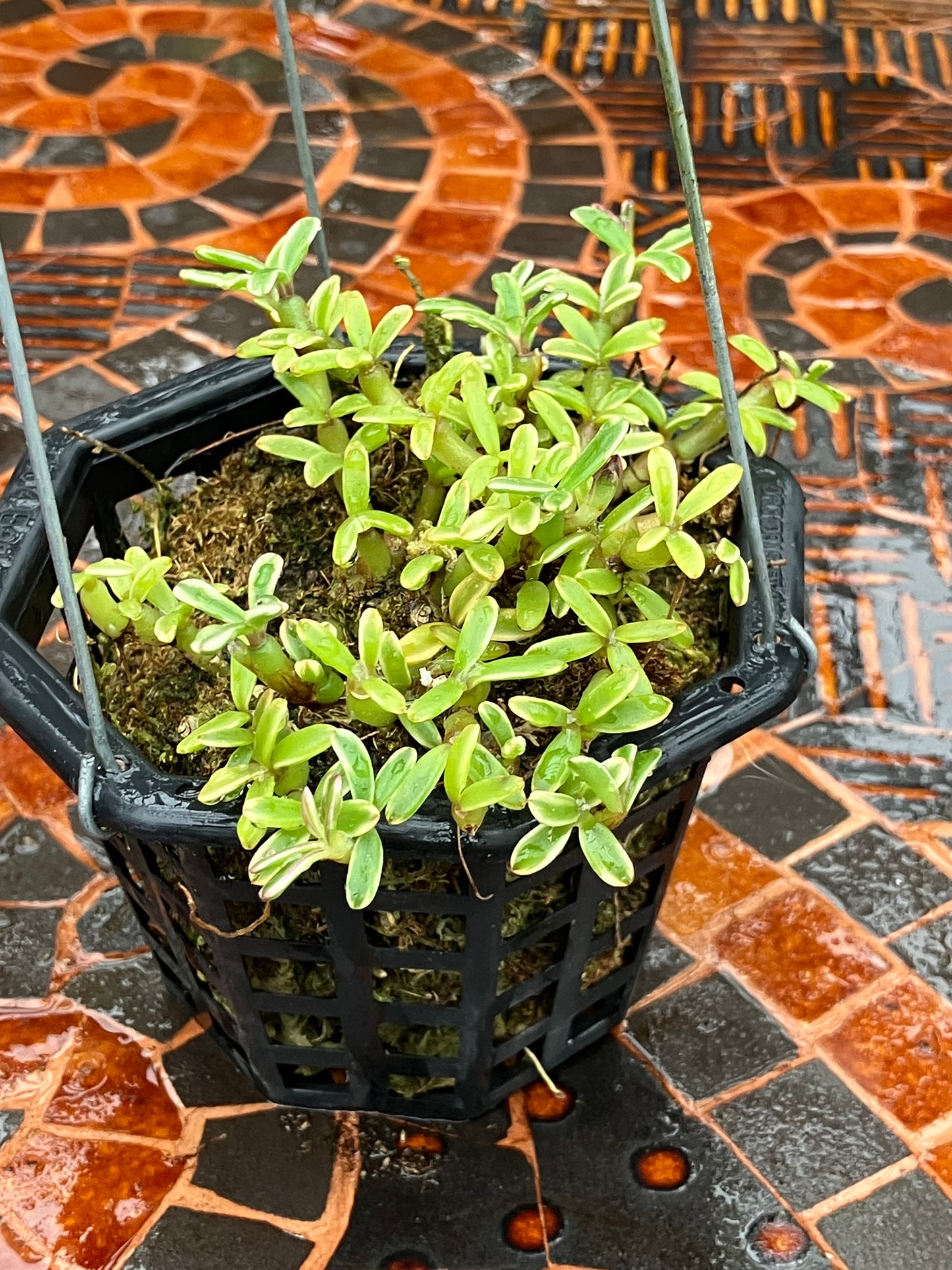 Mediocalcar Decoratum variegated