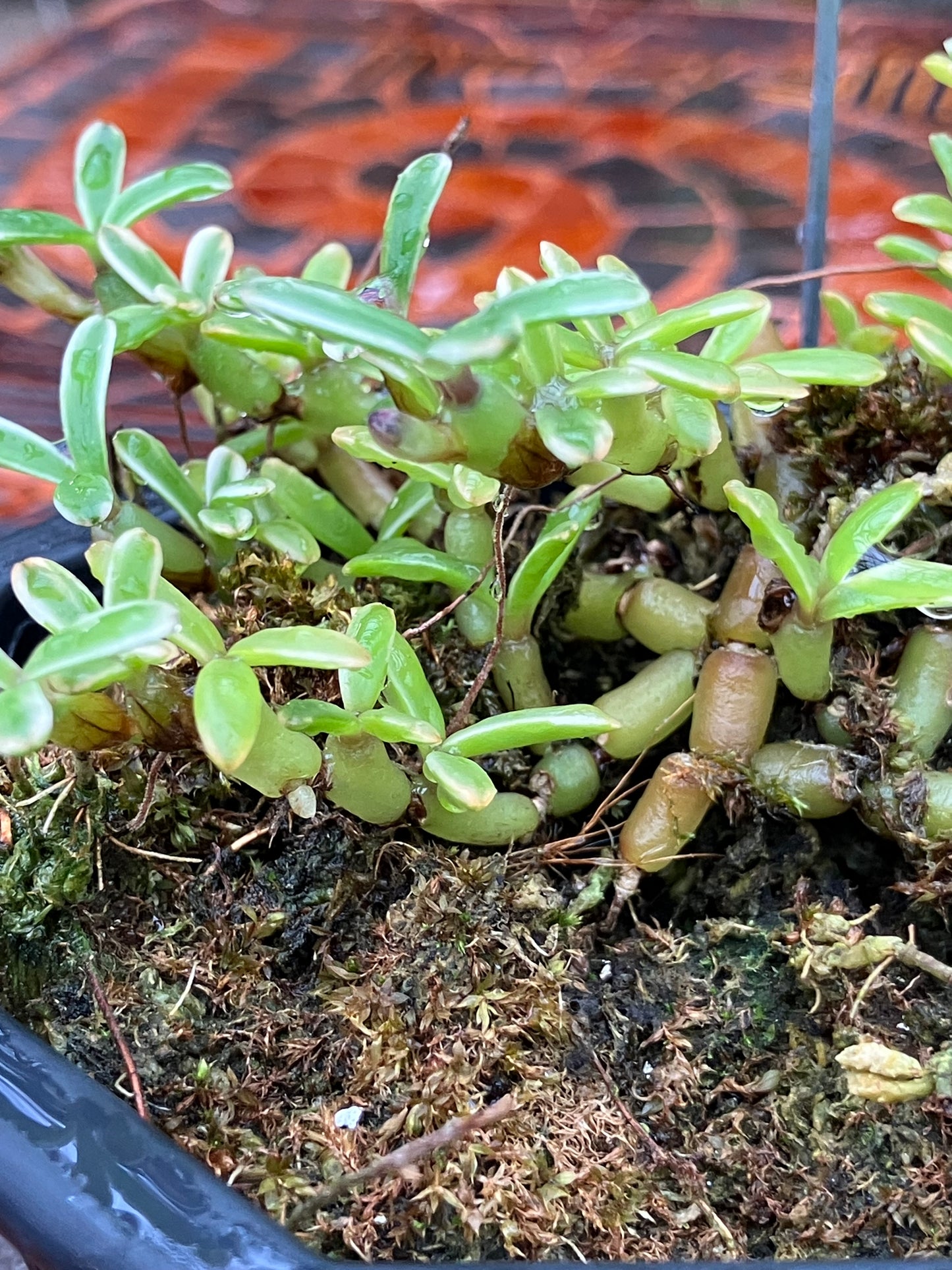 Mediocalcar Decoratum variegated