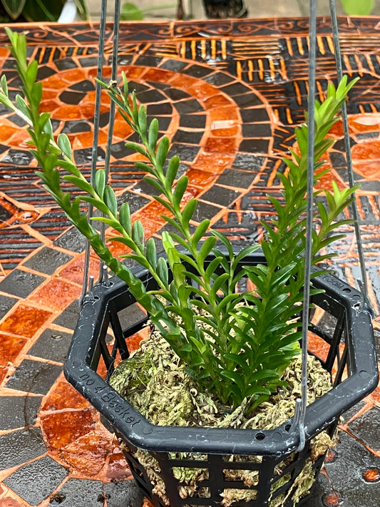 Podochilus Lucescens