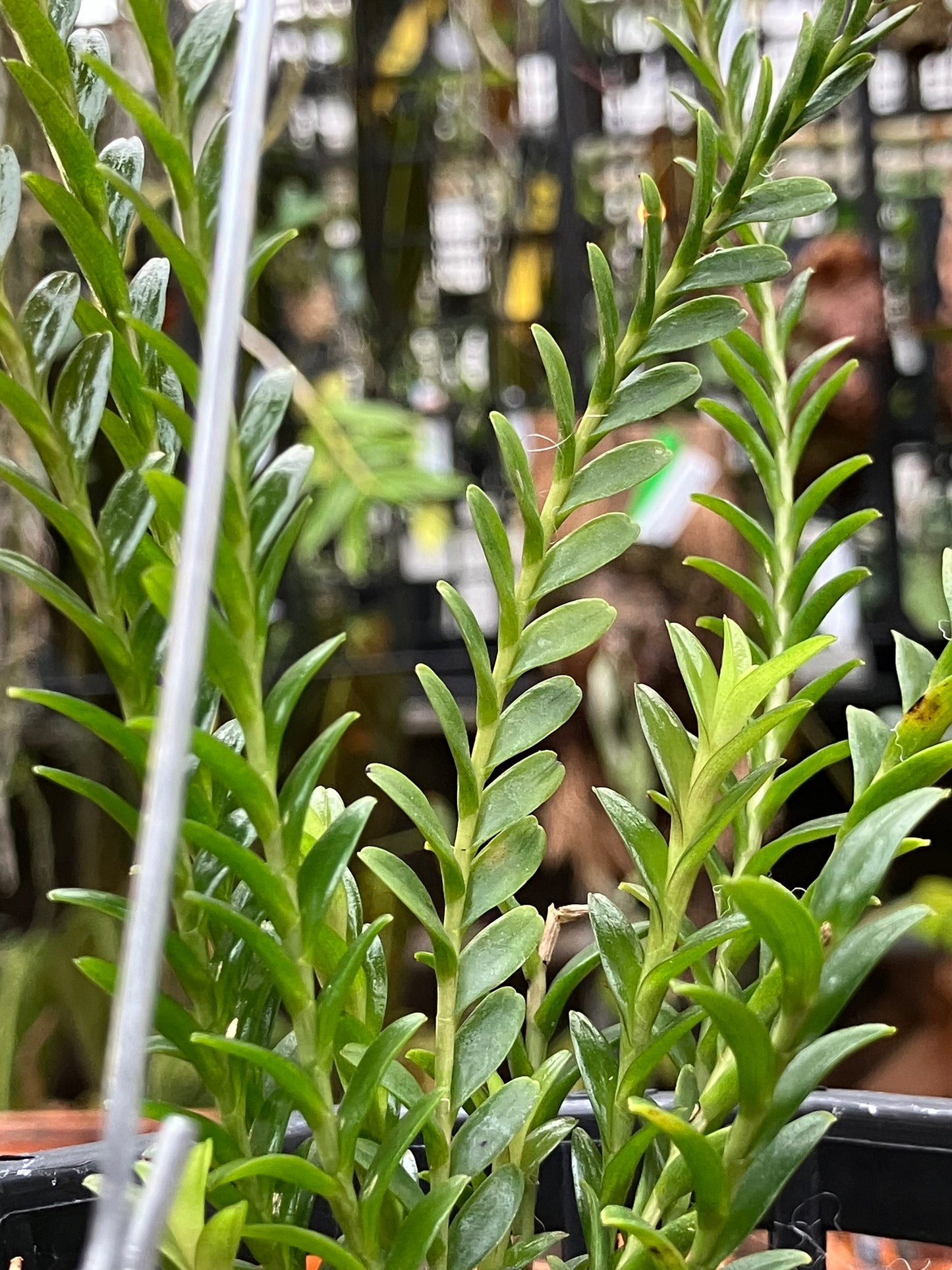 Podochilus Lucescens