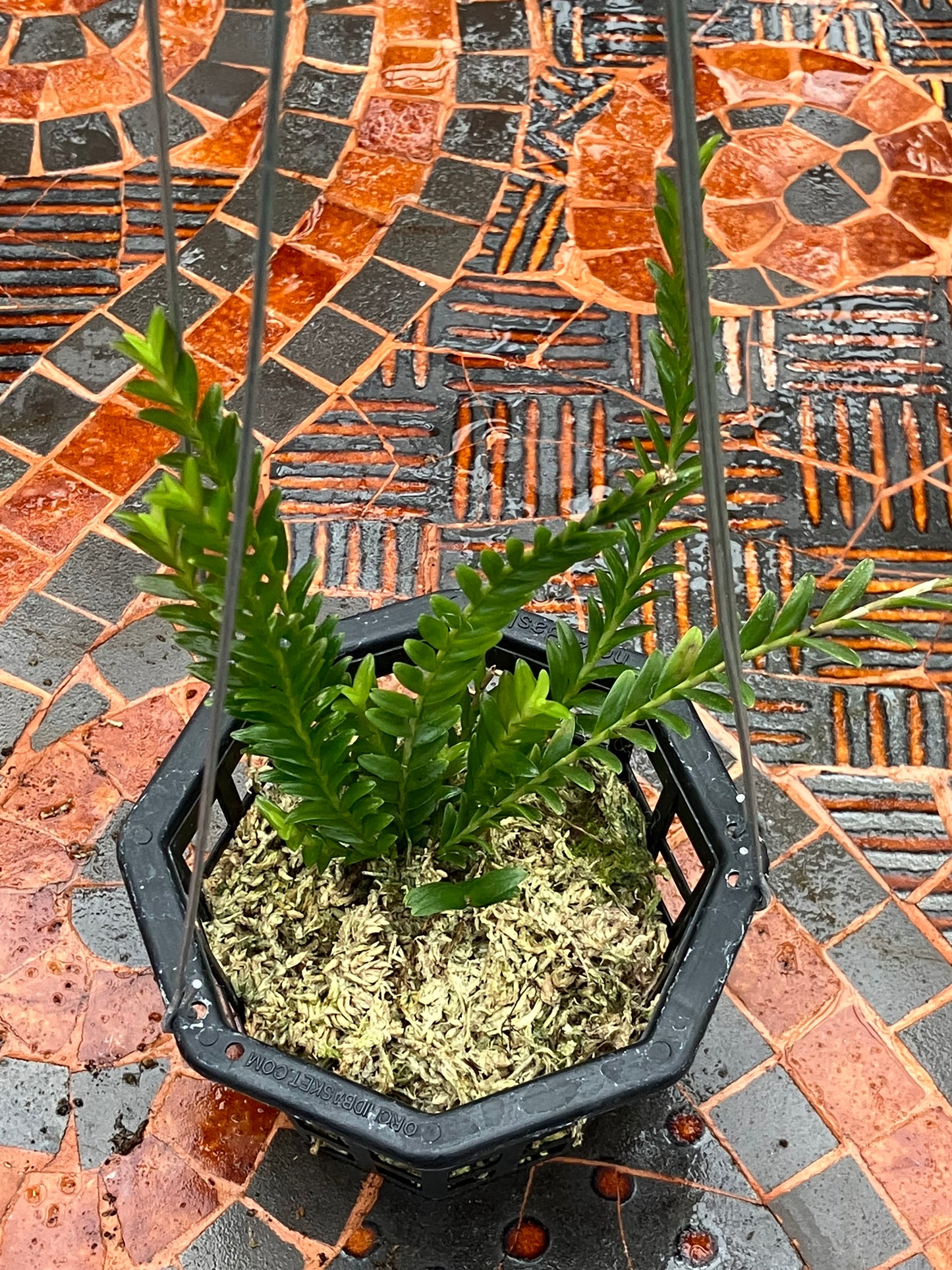 Podochilus Lucescens