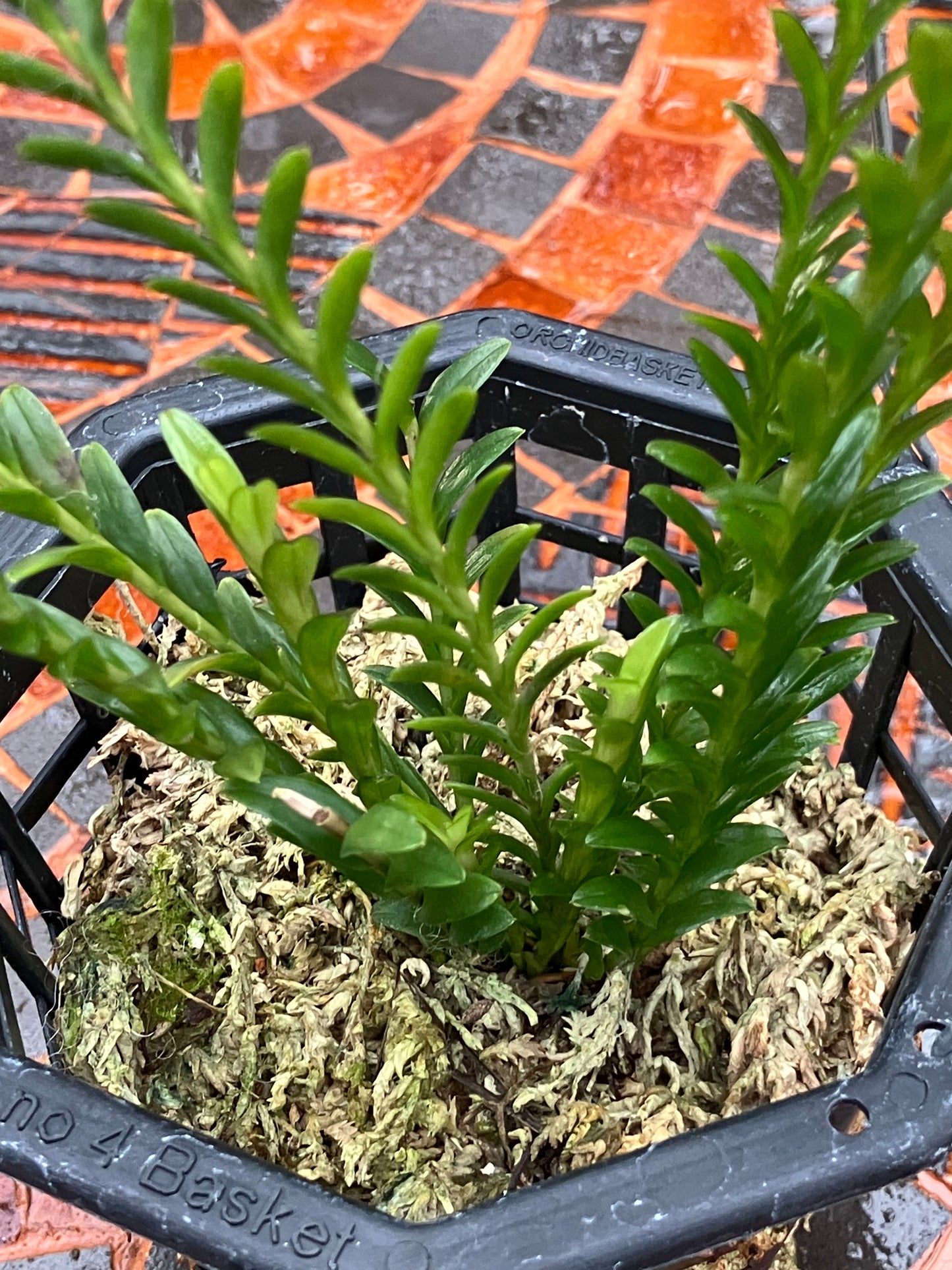 Podochilus Lucescens