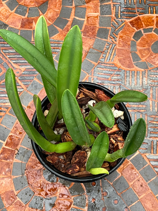 Rhyncholaelia Glauca