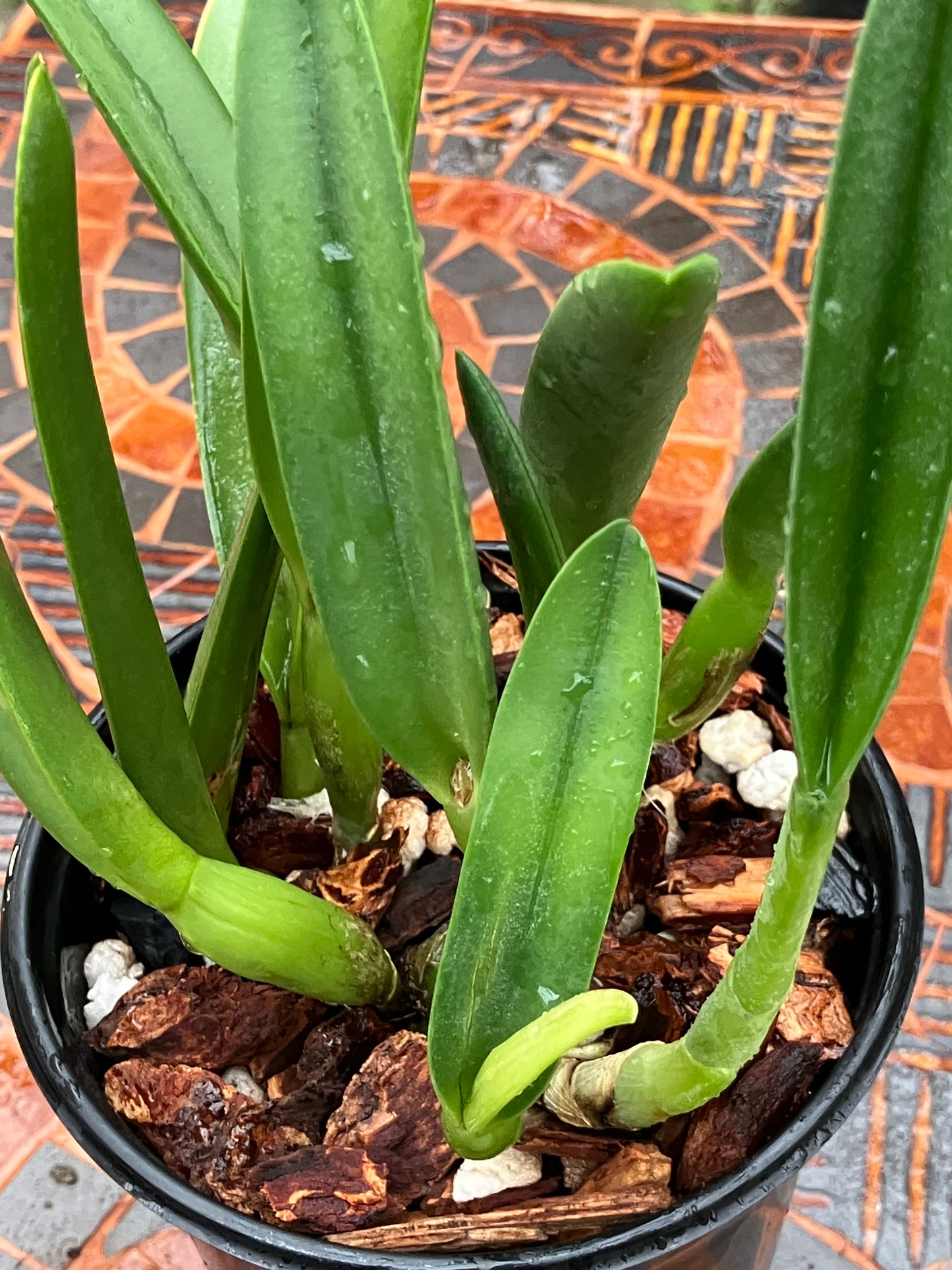 Rhyncholaelia Glauca