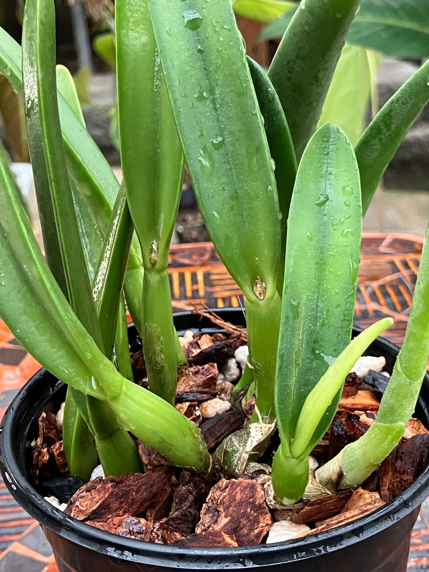 Rhyncholaelia Glauca