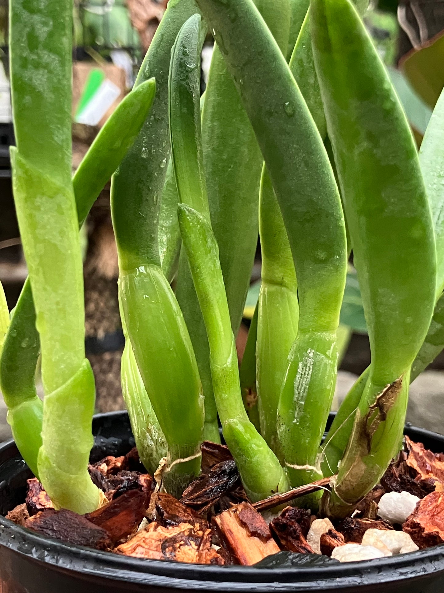 Rhyncholaelia Glauca