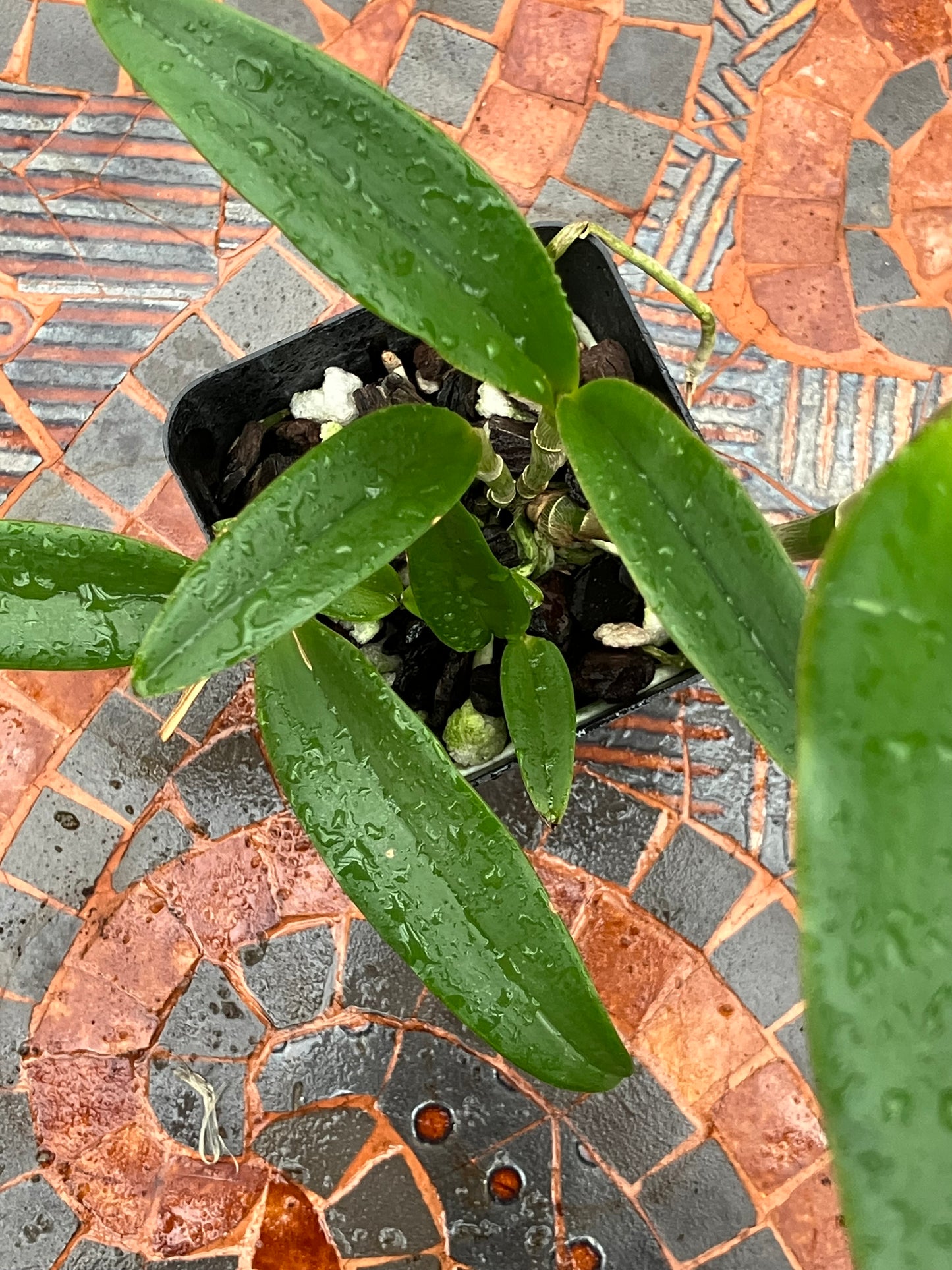 Cattleya Albescens x sib