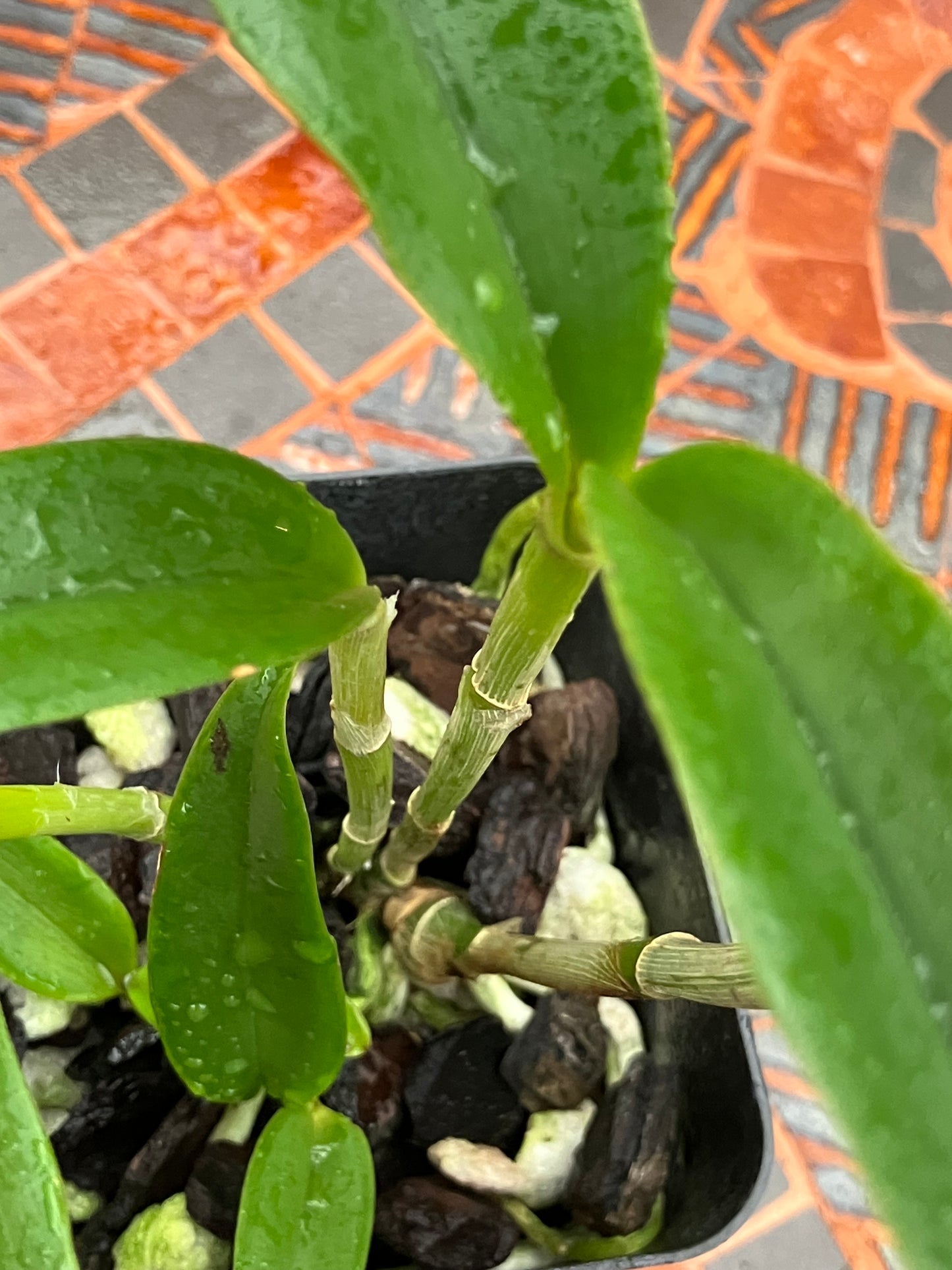 Cattleya Albescens x sib