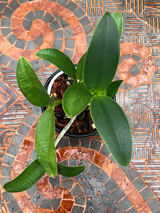 Cattleya YNS Green Leopard