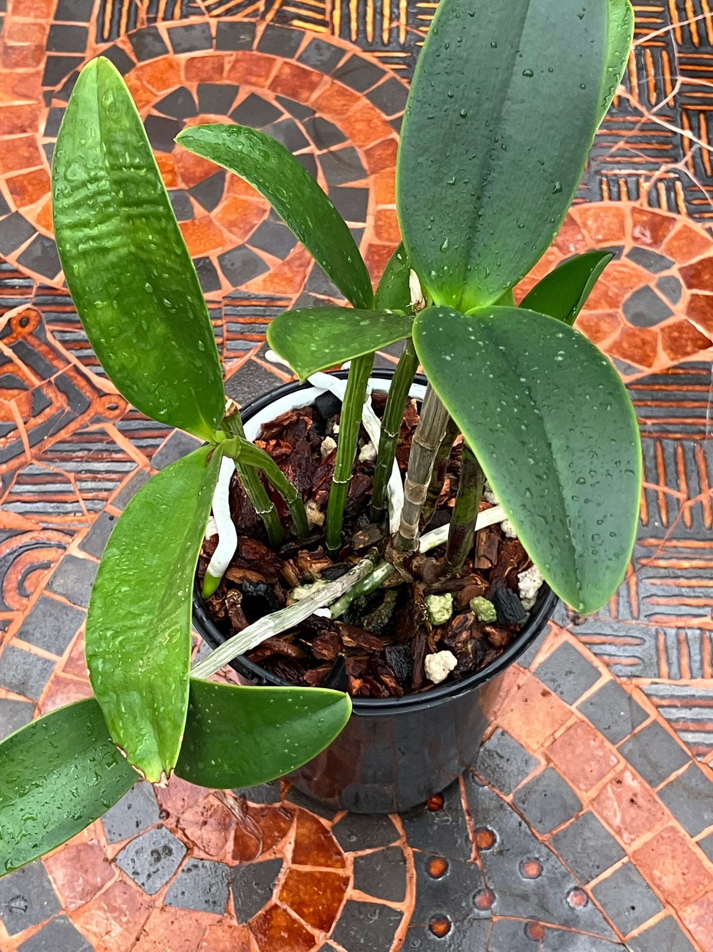 Cattleya YNS Green Leopard