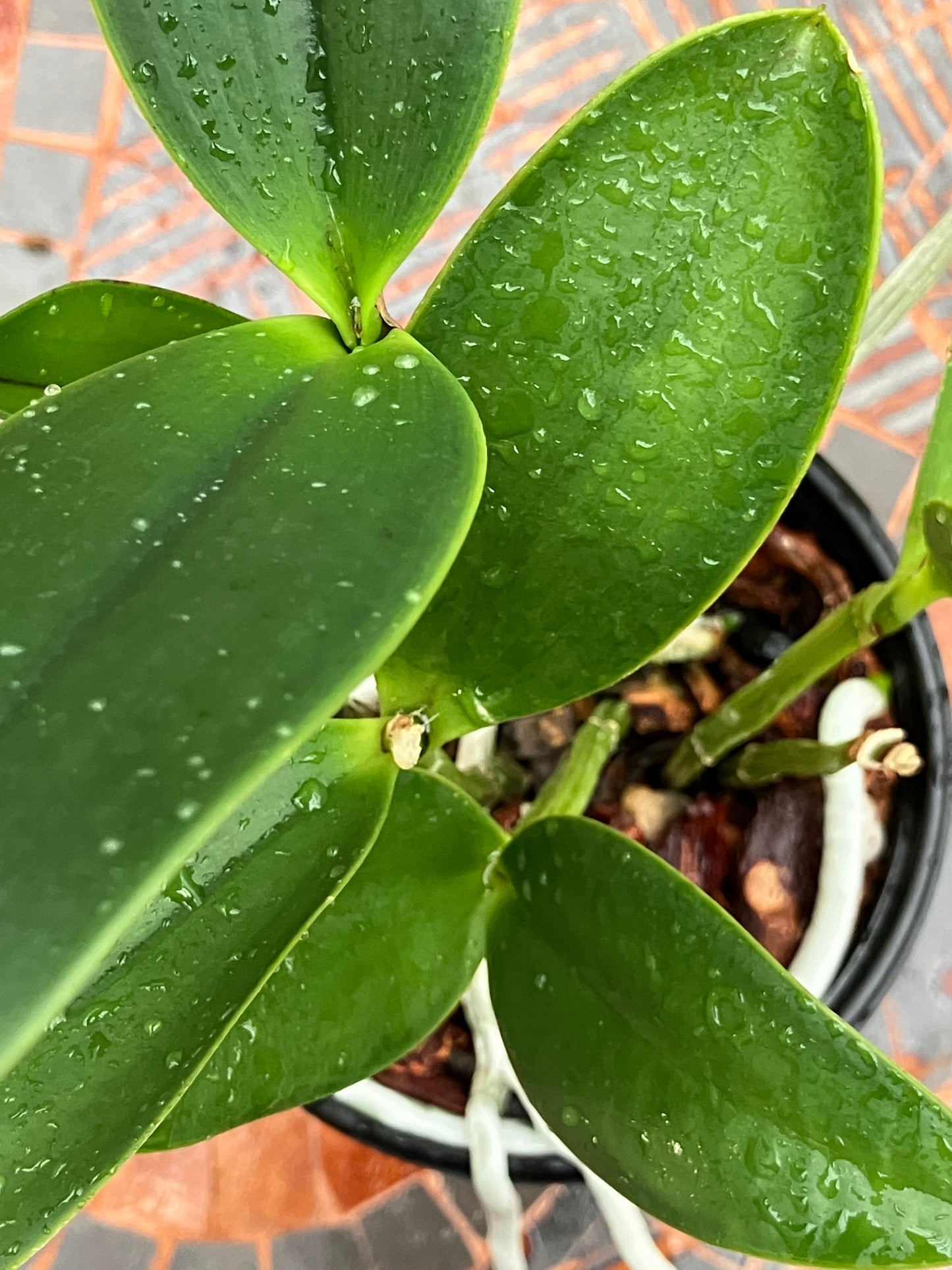 Cattleya YNS Green Leopard