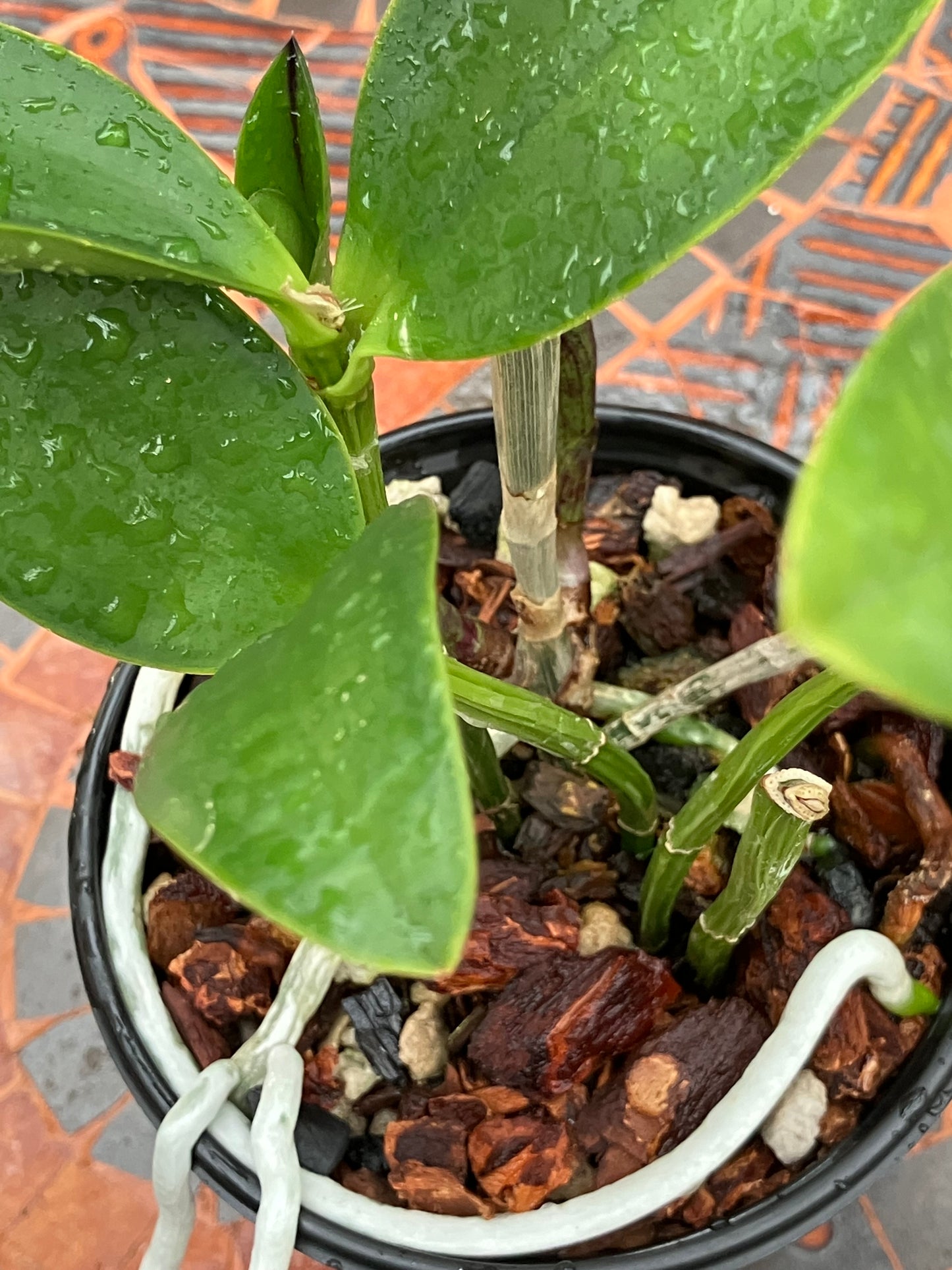 Cattleya YNS Green Leopard