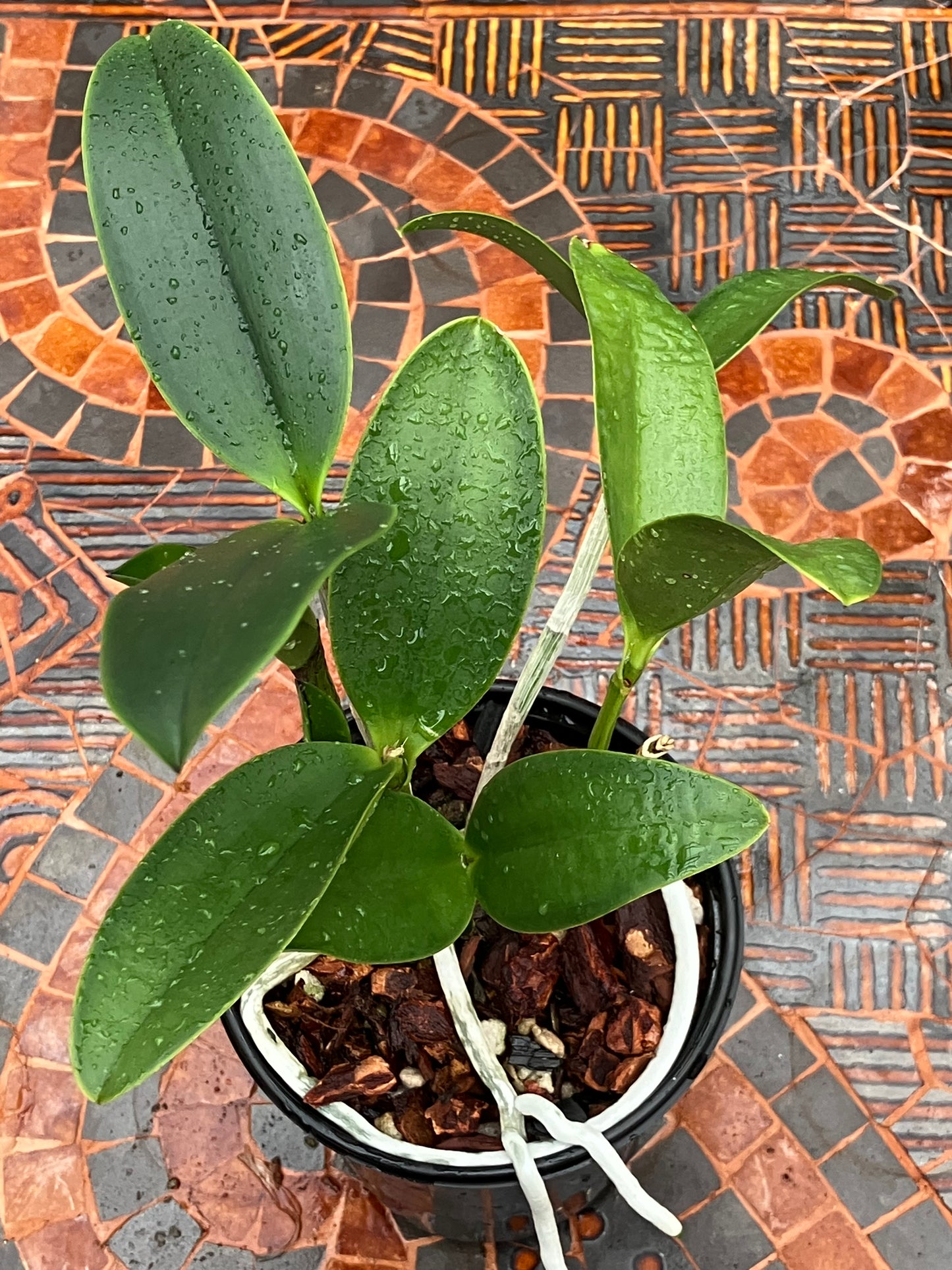 Cattleya YNS Green Leopard