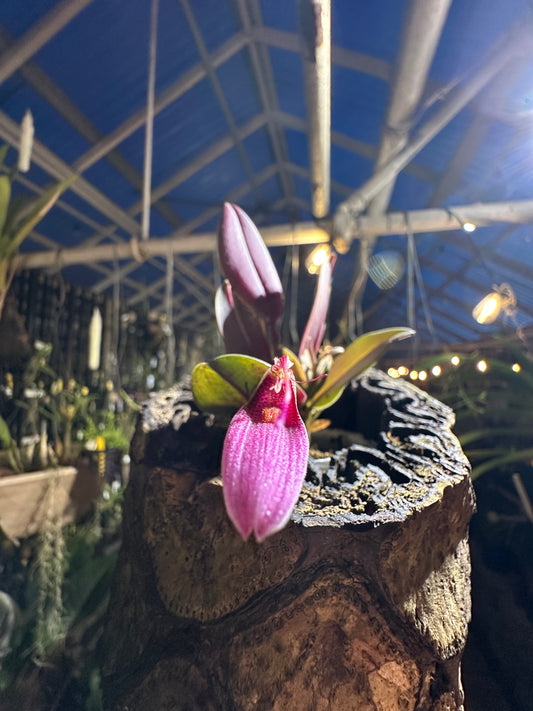 Restrepia elegans 'pink'