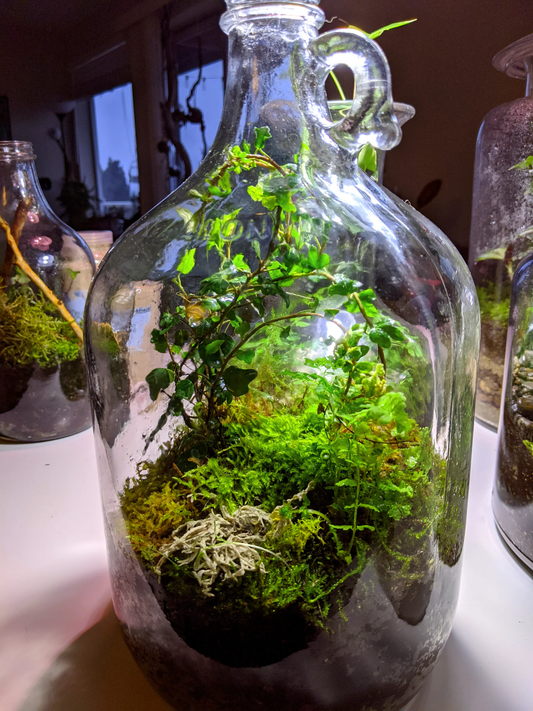 Jug Jungle Workshop Saturday June 13, (11am - 12:30pm)