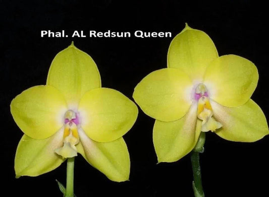 Phalaenopsis AL Redsun Queen