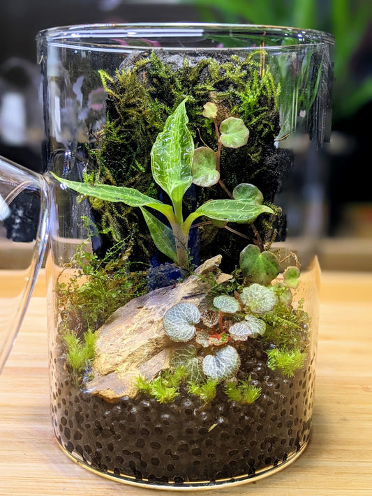 Premium Jewel Orchid Terrarium January 17th  (2 pm)