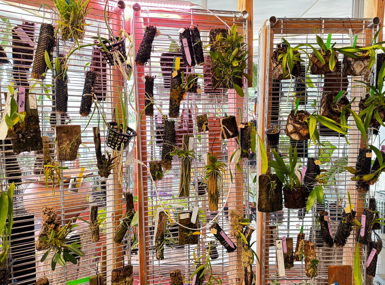 Terrarium Competition & Holiday Bazaar Emerald City Orchids