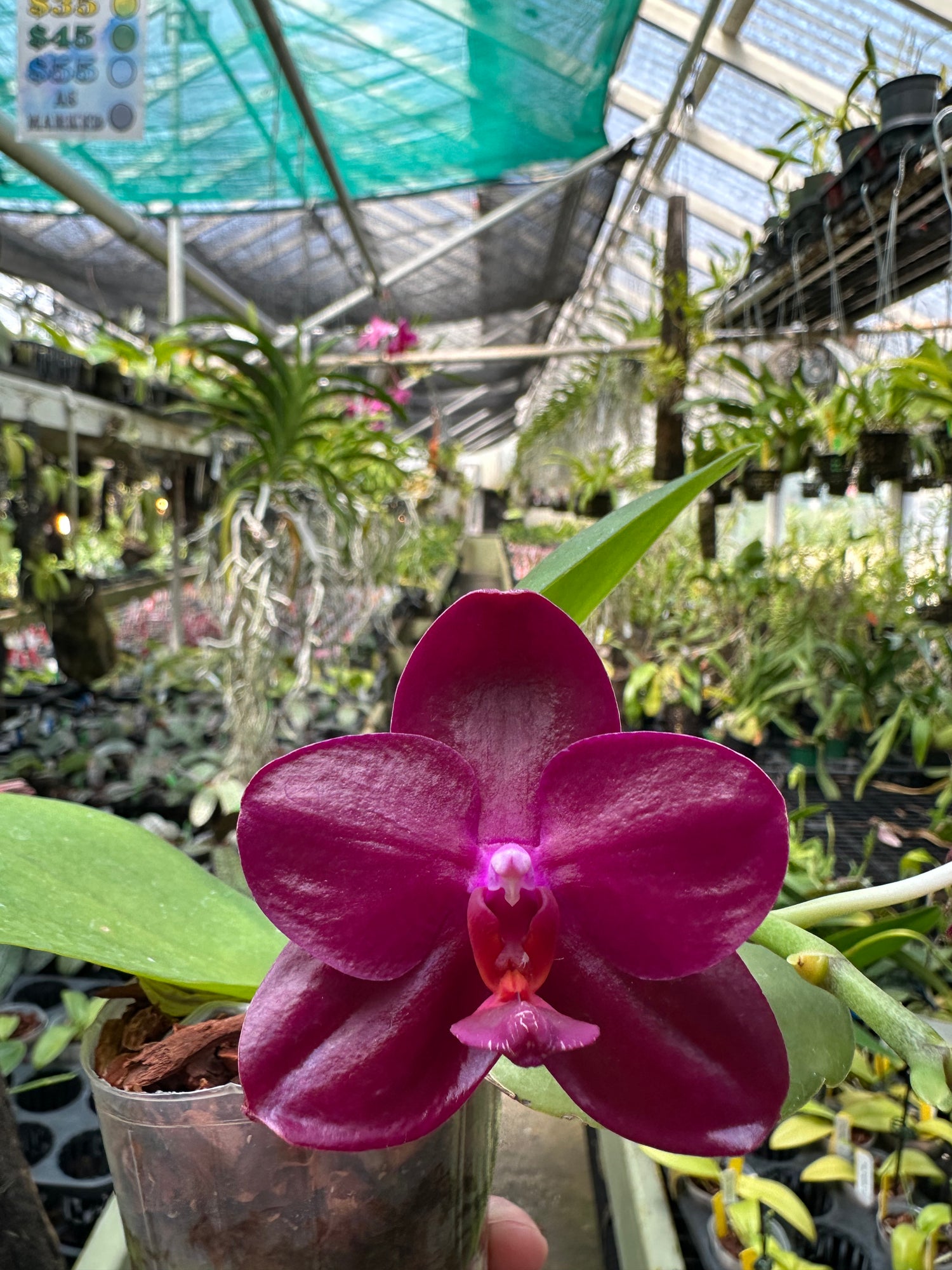 Purple orchid held in a greenhouse with other plants in the background
