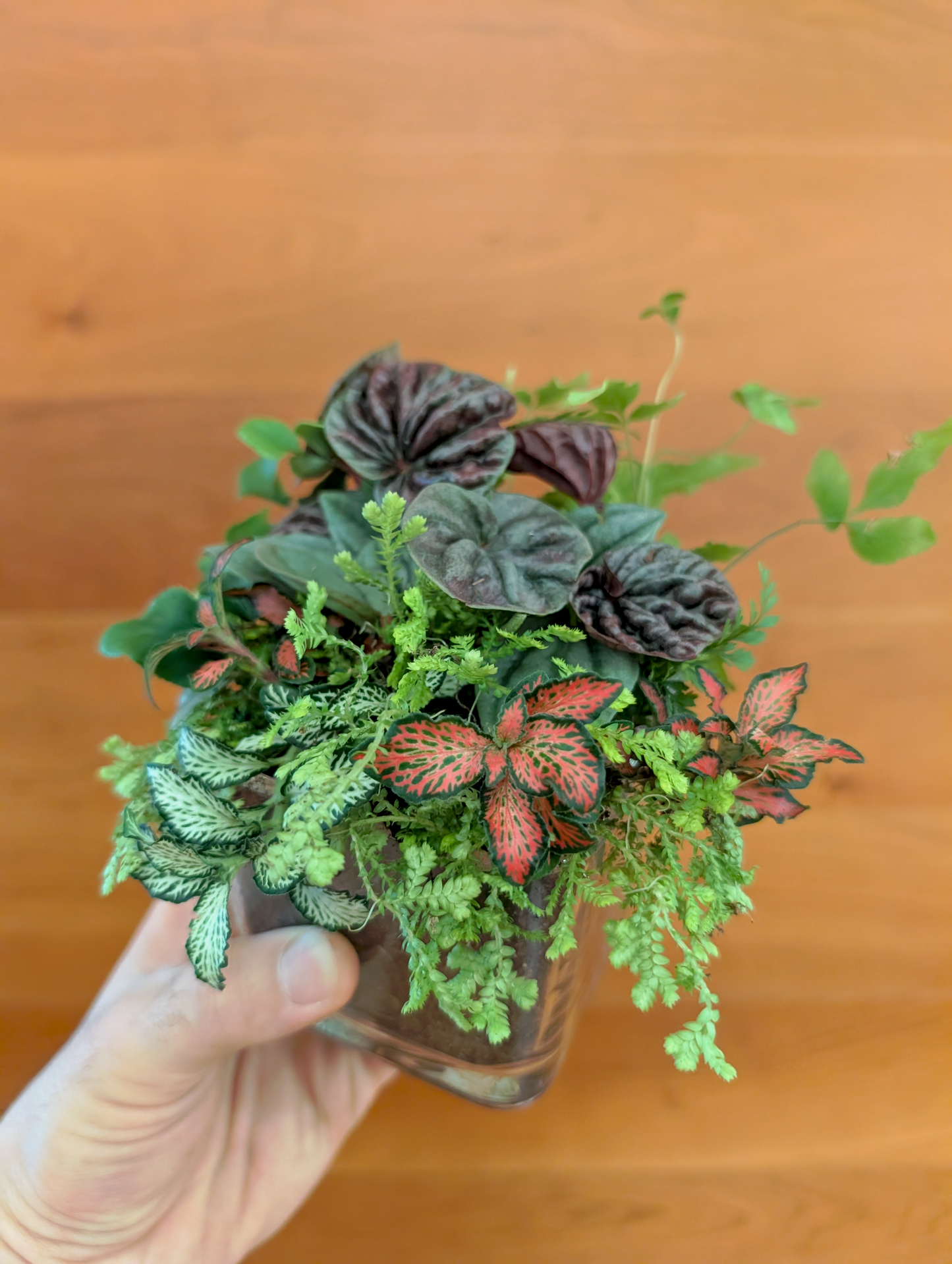 Plant & Sip Friday June 12 (7 pm - 9 pm)