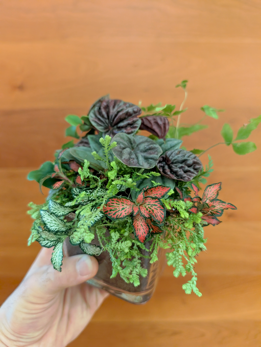 Plant & Sip Friday June 12 (7 pm - 9 pm)