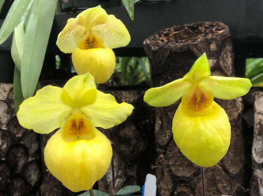Paphiopedilum Barbara Larkin