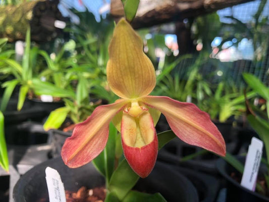 Phragmipedium Eric Young (besseae ‘Cow Hollow II’ FCC/AOS x longifolium var gracile ‘Birchwood’ AM/AOS)