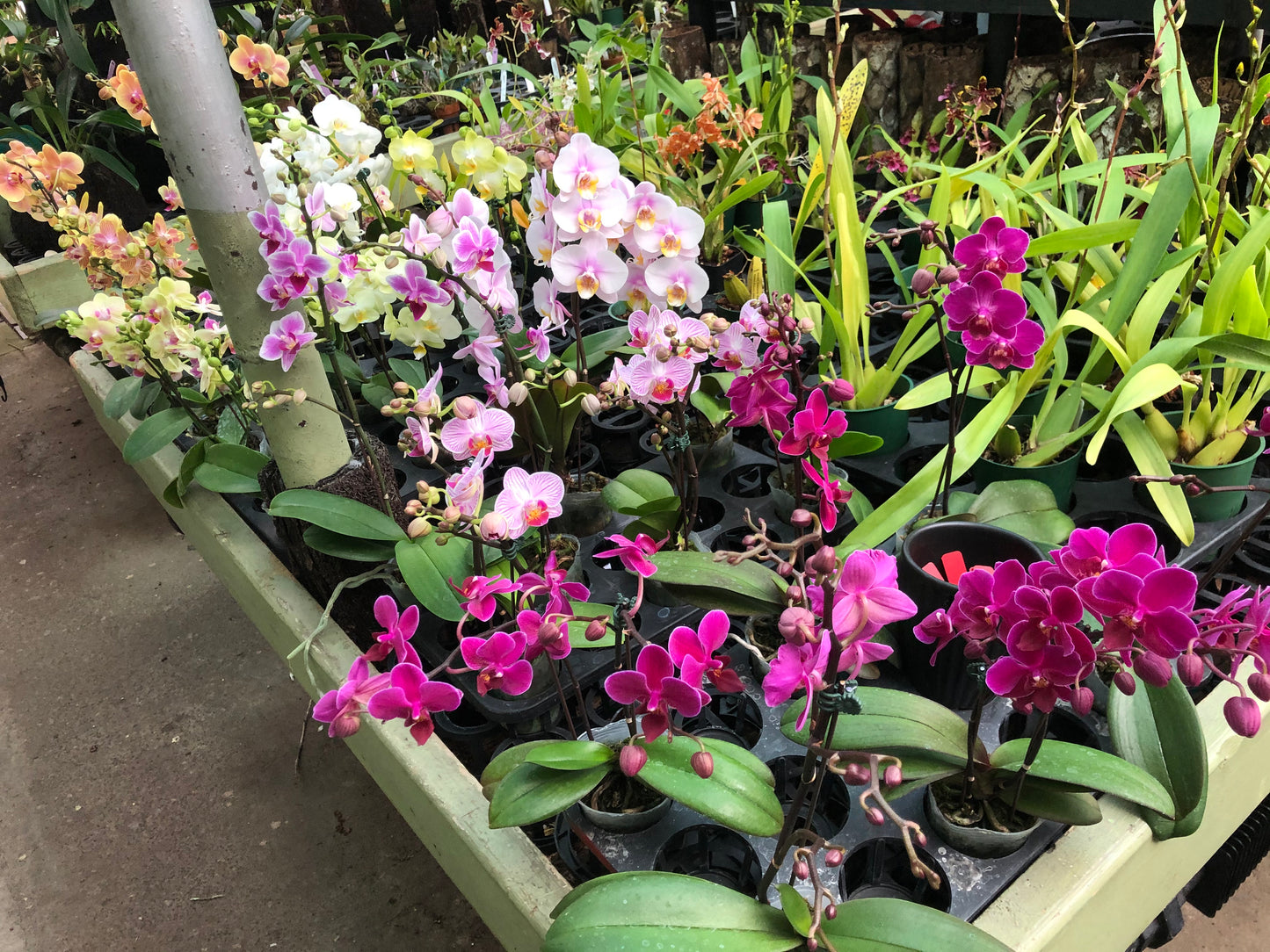 6 Phalaenopsis (mix colors) in a 3” pot