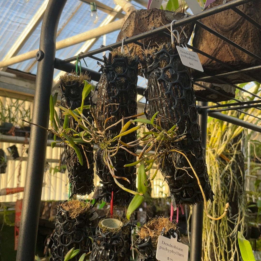 Dendrobium pachyphyllum (mounted)