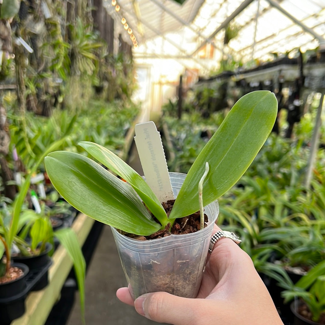 Phalaenopsis tetraspis ‘Wilson #214'