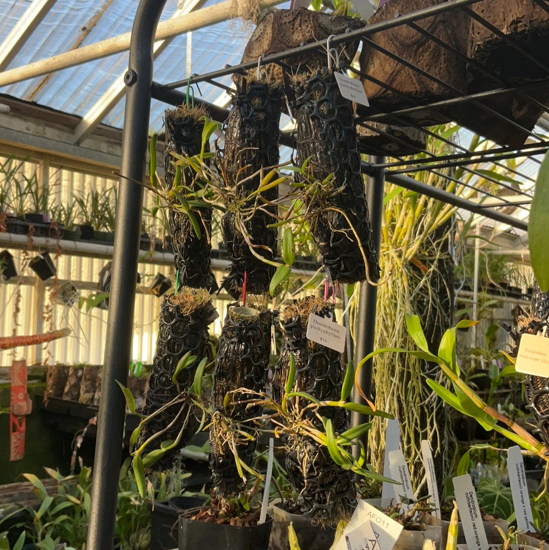 Dendrobium pachyphyllum (mounted)