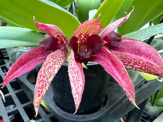 Bulbophyllum phalaenopsis X Bulbophyllum frostii