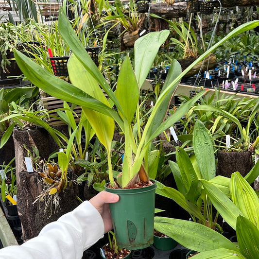 Maxillaria striata