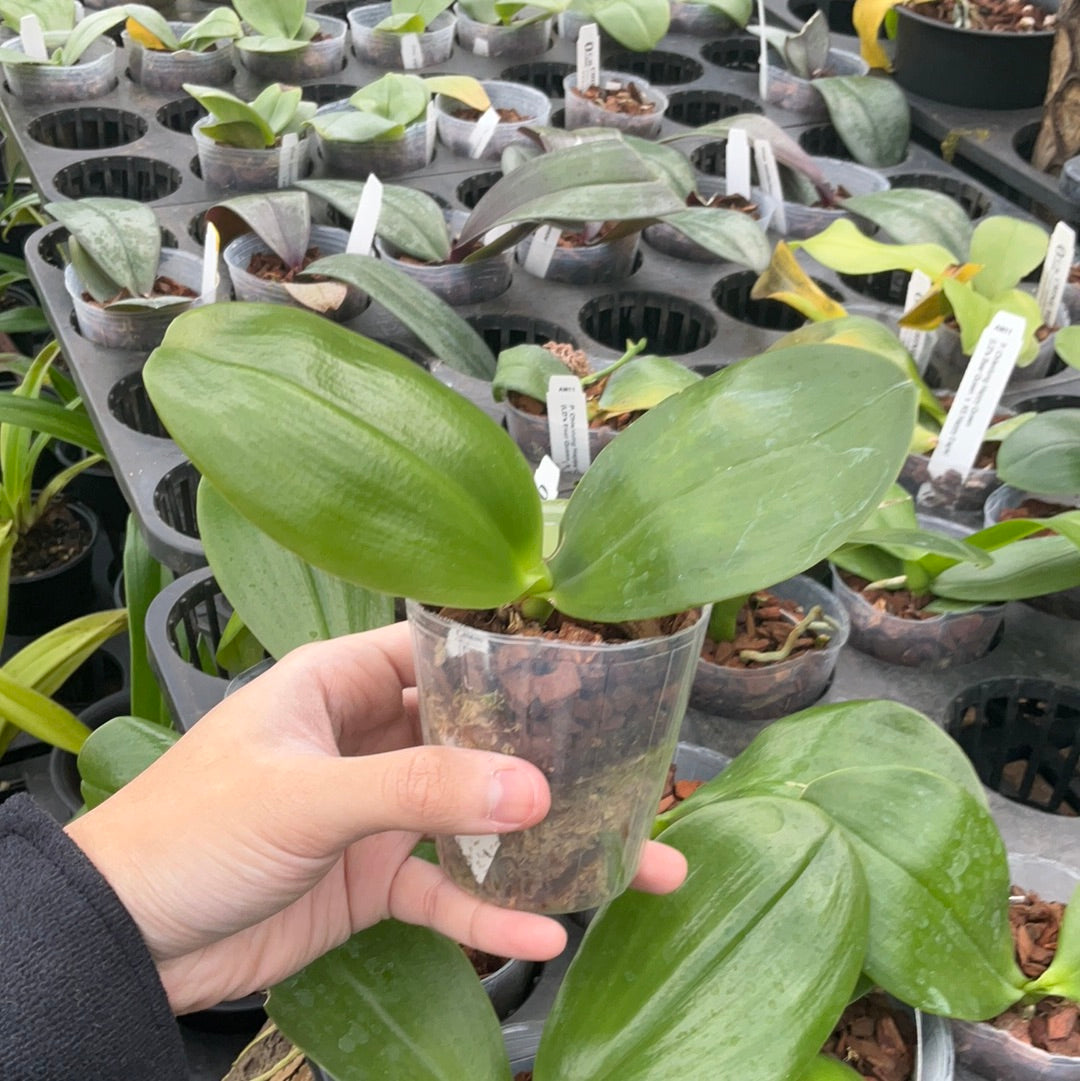Phalaenopsis Yungho Gelb Canary “Mainshow”