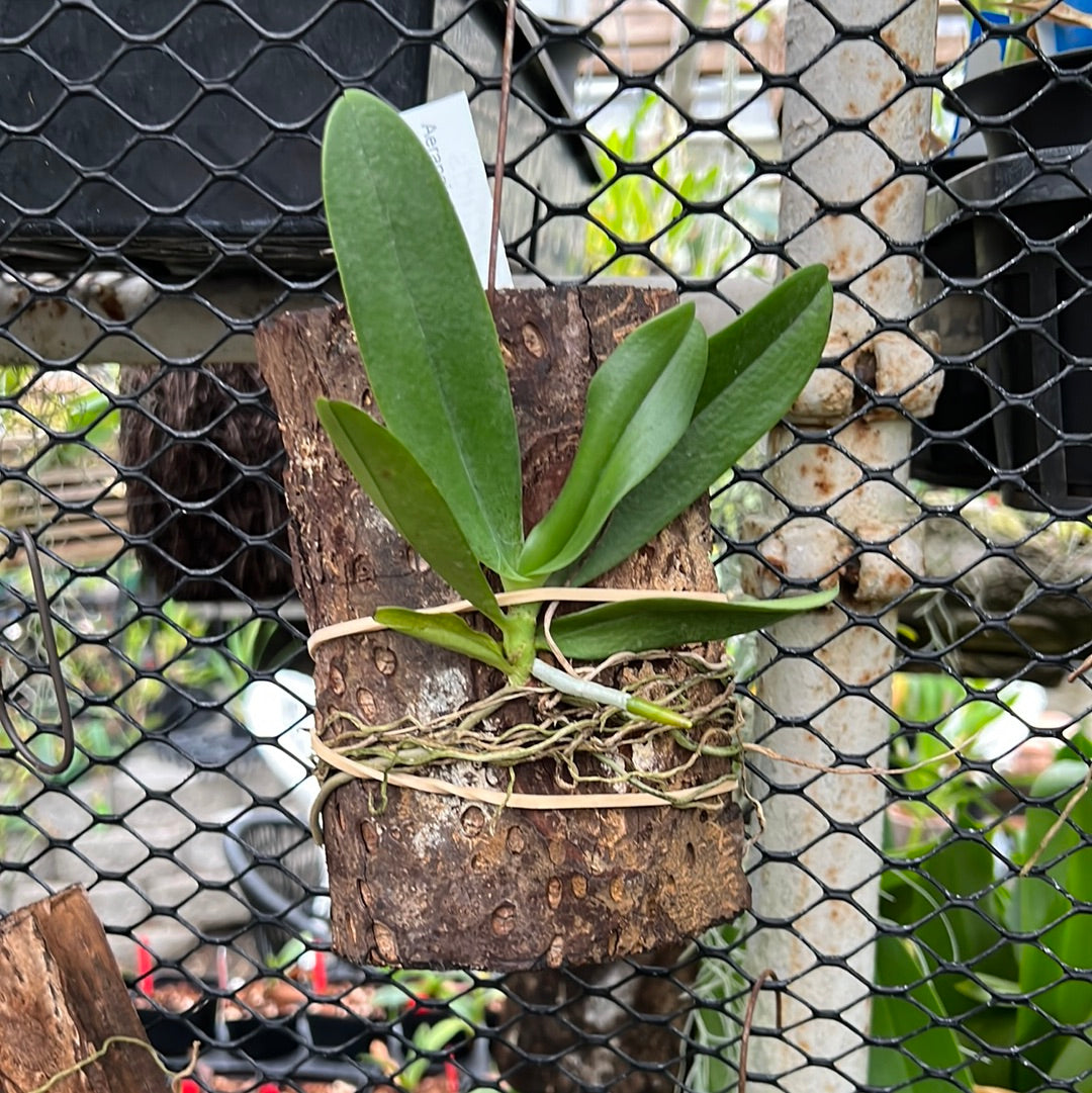 Aerangis hybrid (x modesta) (Elro x spiculata) (wood mounted)