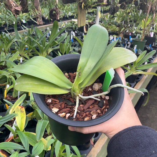 Phalaenopsis lueddemanniana