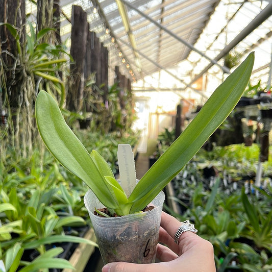 Phalaenopsis hieroglyphica alba ‘Wilson’