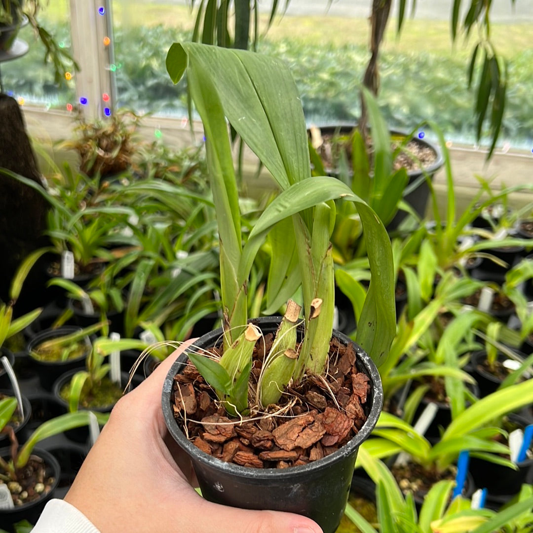 Maxillaria desvauxiana – Emerald City Orchids